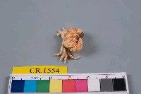 粗掌大權蟹藏品圖，第5張